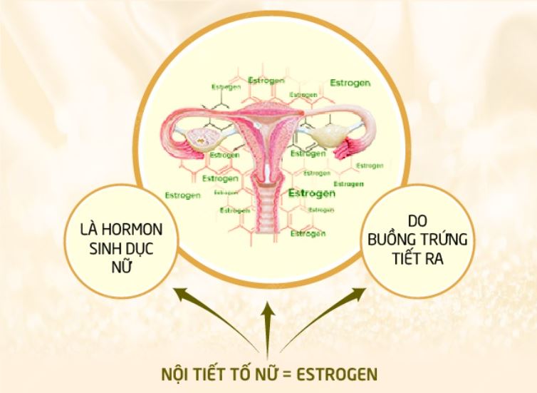 Hoocmon nữ là gì, Hoocmon nữ có ảnh hưởng gì đến sức khỏe, sắc đẹp và tâm sinh lý chị em?