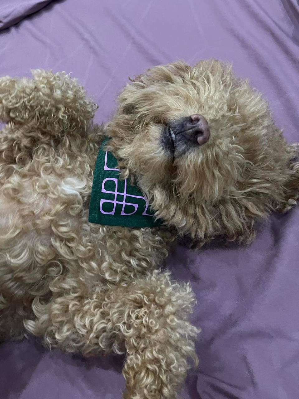 Khăn Bandana cho Mèo [3 loại]