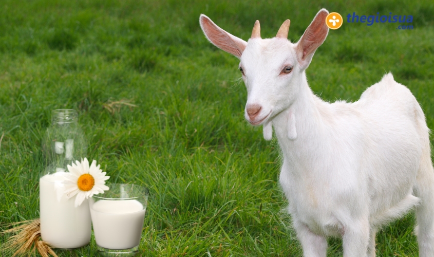 Có Nên Cho Trẻ Uống Sữa Dê Công Thức Không? GIẢI ĐÁP