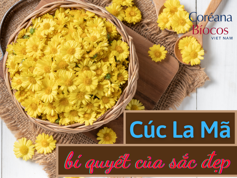 Cúc La Mã - Bí quyết của sắc đẹp