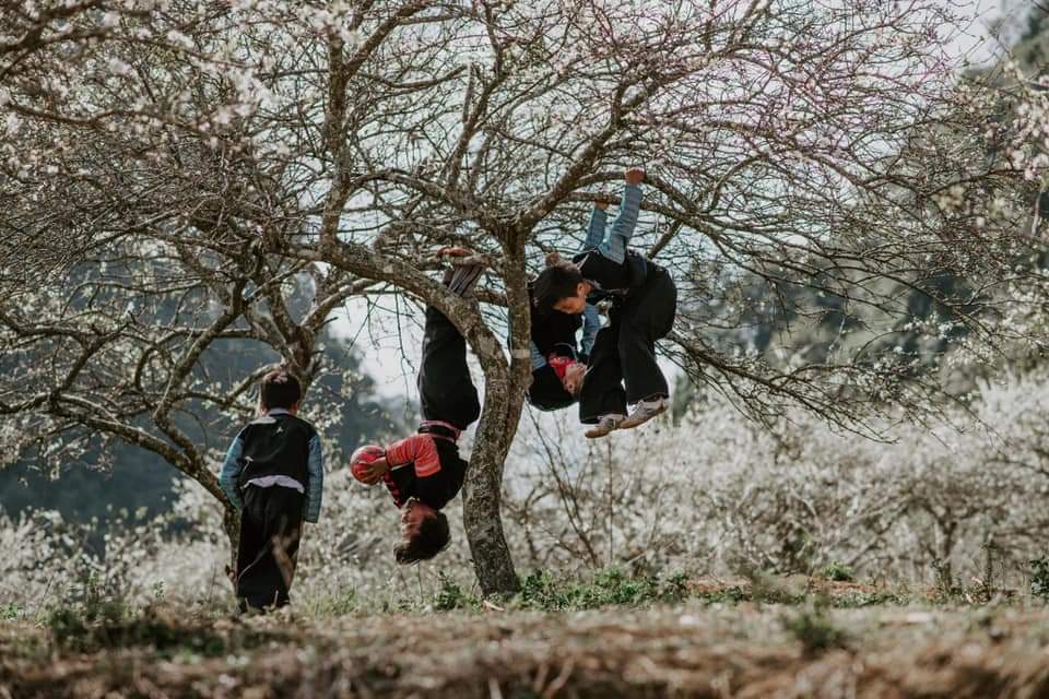 MỘC CHÂU MÙA HOA - 3 NGÀY 2 ĐÊM