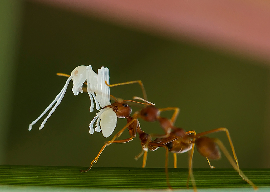 chup-anh-con-trung-5-khoanh-khac-thu-vi-dang-chu-y