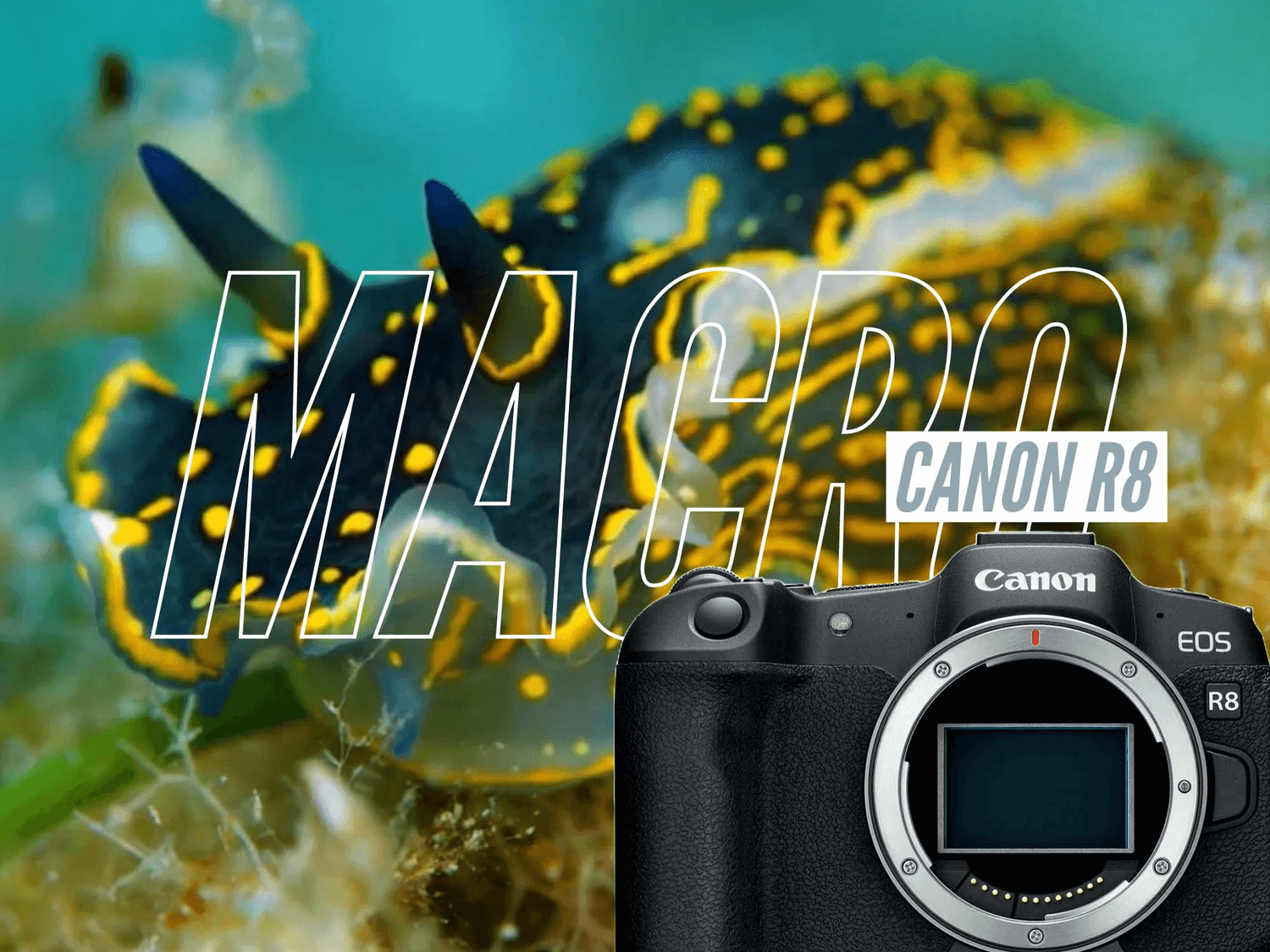 canon-eos-r8-danh-gia-chi-tiet-so-sanh-voi-sony-a7-iv-nikon-z6-ii-canon-r5