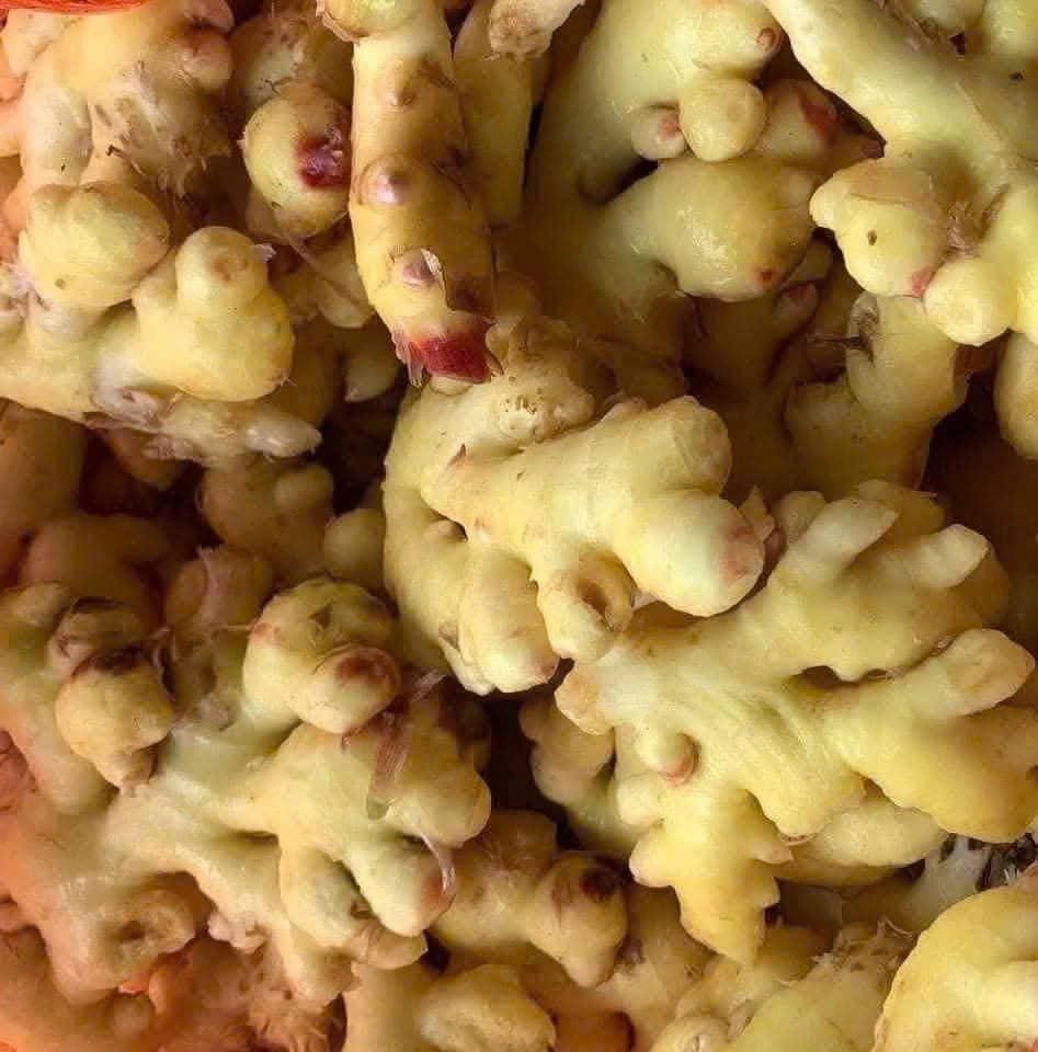 Viên Gừng Xứ Tiên