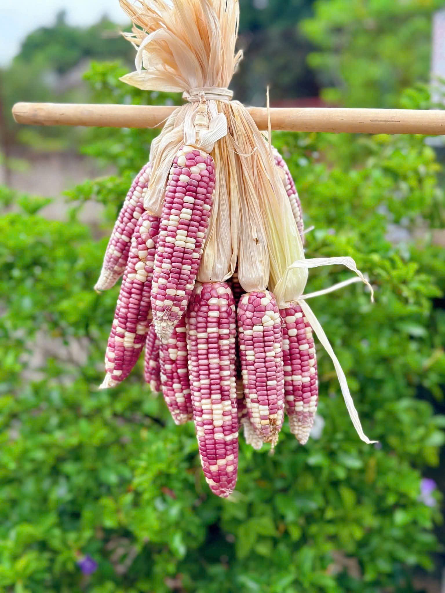 Ngô Nếp Mèo Rang Cay