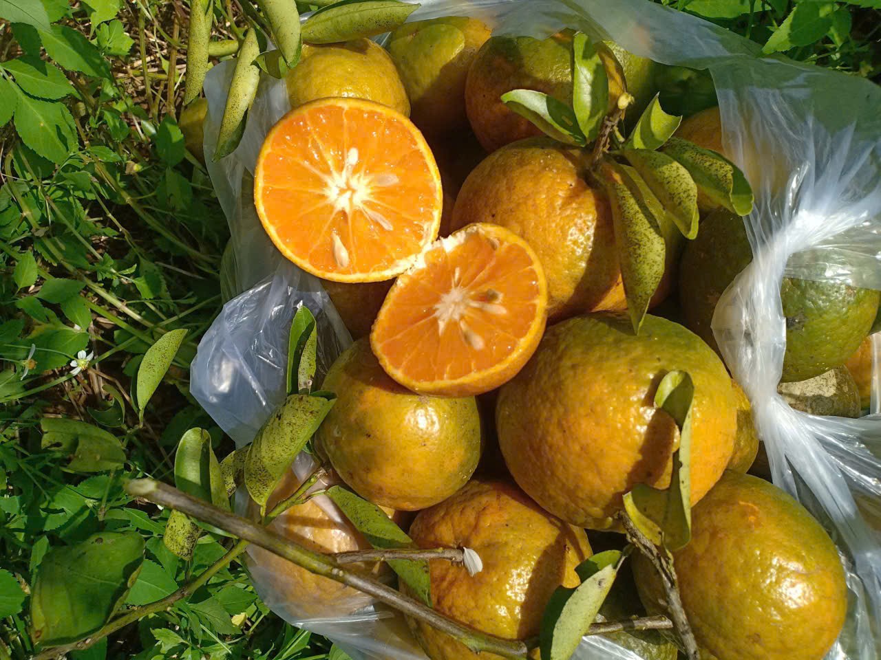 Cam Sành vườn Lương Đình Organic