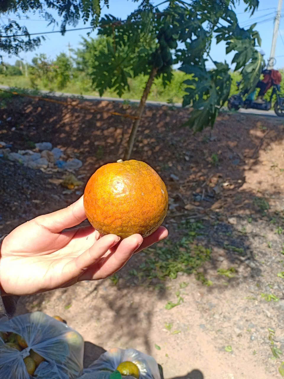 Cam Sành vườn Lương Đình Organic