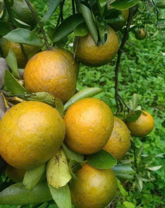 Cam Sành vườn Lương Đình Organic