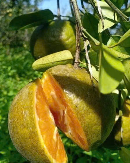 Cam Sành vườn Lương Đình Organic