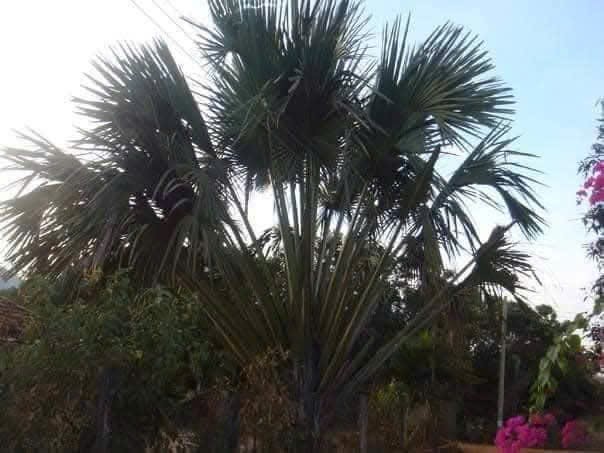 Đũa Gỗ Buông Loại 1