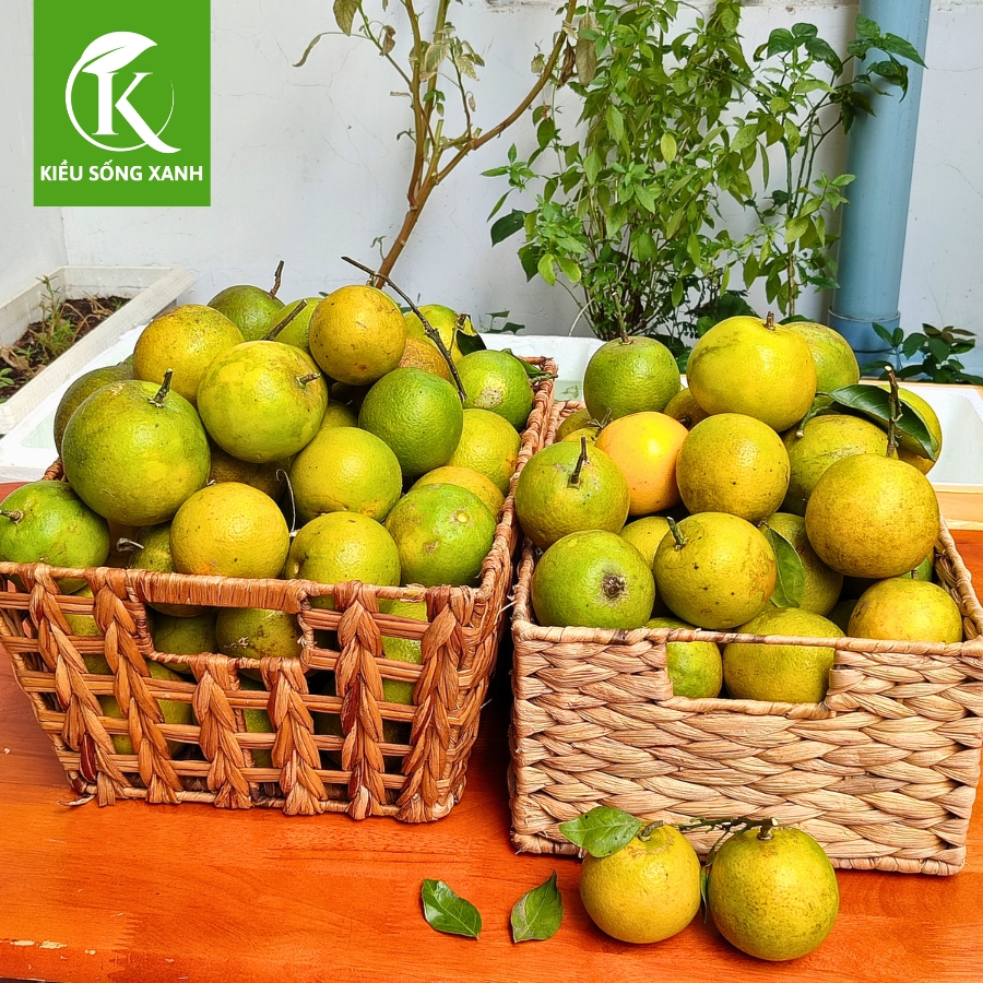 3KG Cam Xoàn Hữu Cơ Tươi Ngon - Hương Vị Độc Đáo (Set 3kg)