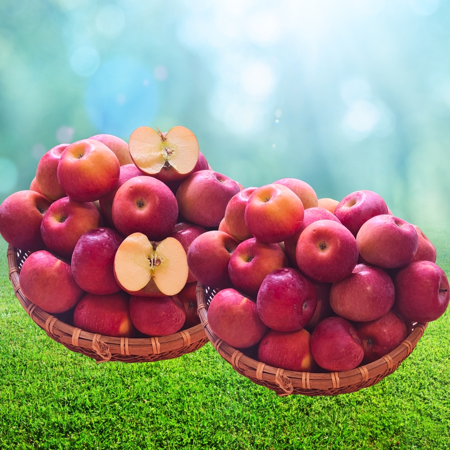 Táo Mật Phú Sỹ tận vườn