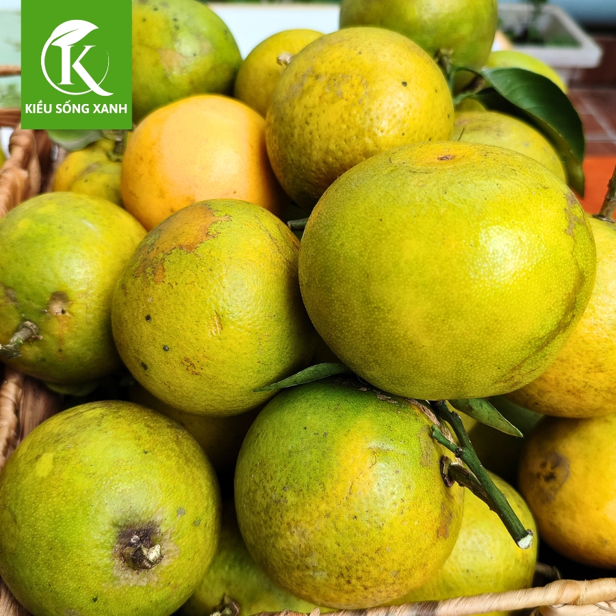 3KG Cam Xoàn Hữu Cơ Tươi Ngon - Hương Vị Độc Đáo (Set 3kg)