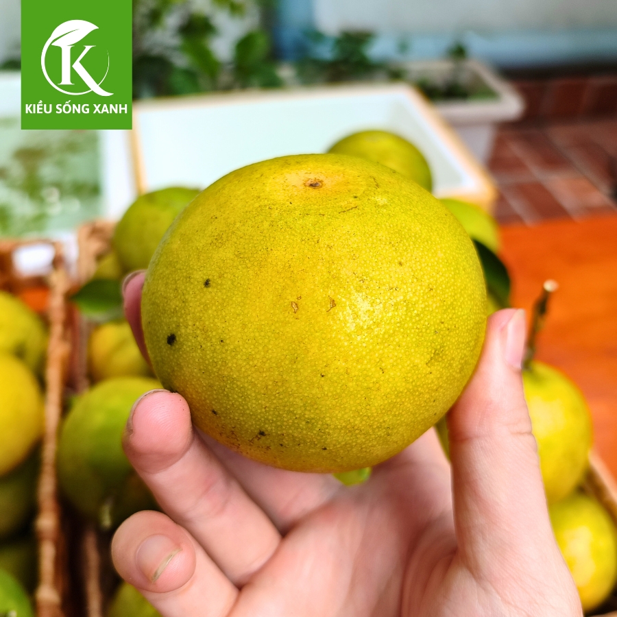 3KG Cam Xoàn Hữu Cơ Tươi Ngon - Hương Vị Độc Đáo (Set 3kg)