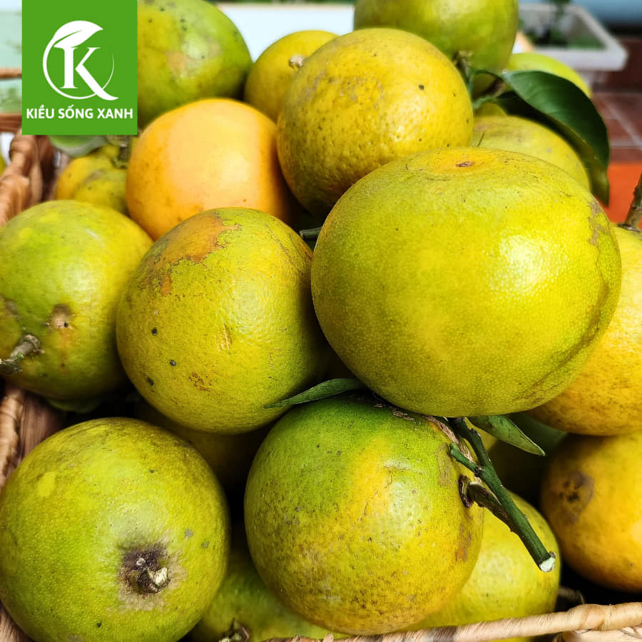 3KG Cam Xoàn Hữu Cơ Tươi Ngon - Hương Vị Độc Đáo (Set 3kg)