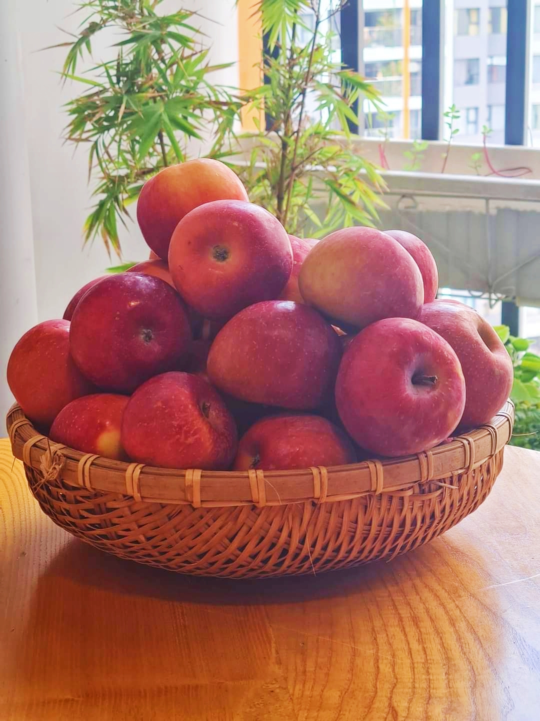 Táo Mật Phú Sĩ Tận Vườn