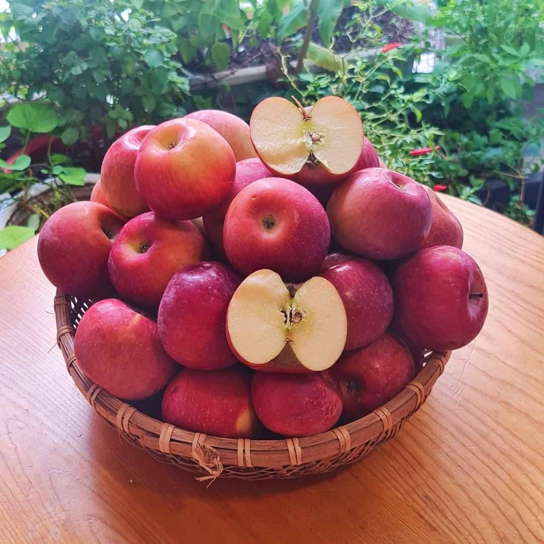 Táo Mật Phú Sĩ Tận Vườn