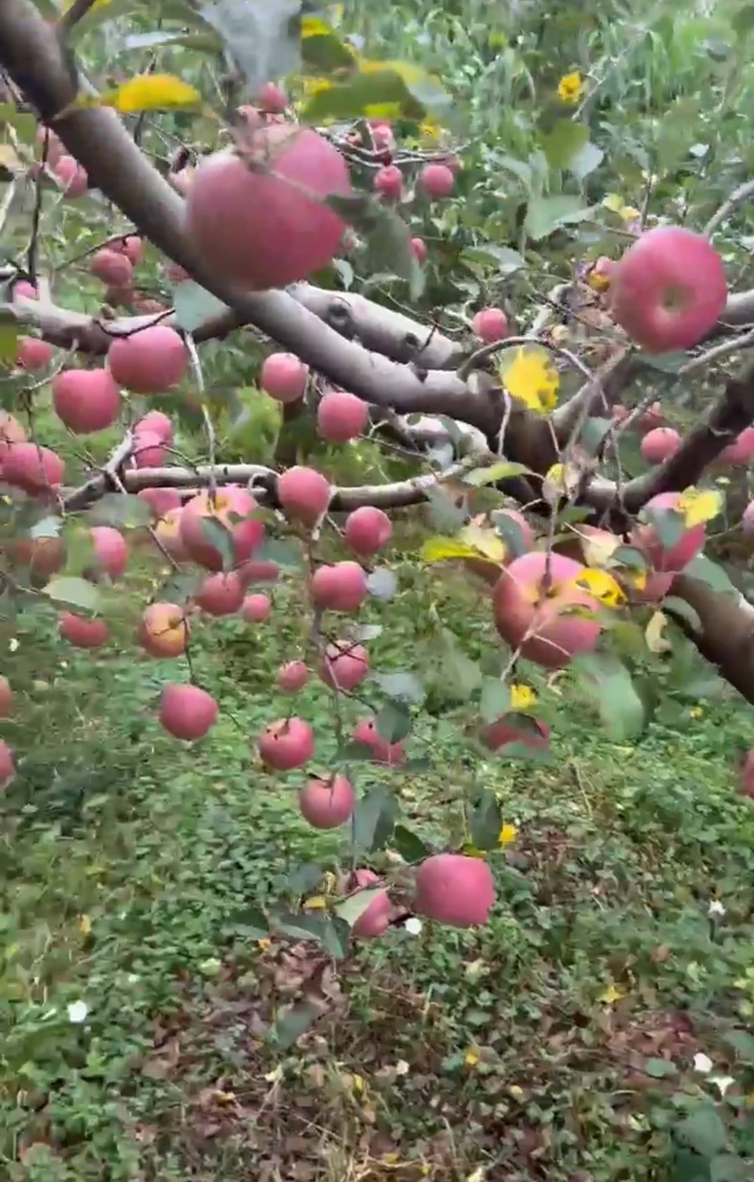 Táo Mật Phú Sĩ Tận Vườn