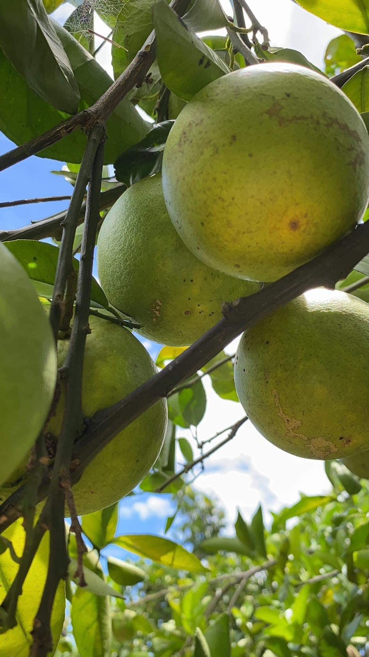 3KG Cam Xoàn Hữu Cơ Tươi Ngon - Hương Vị Độc Đáo (Set 3kg)