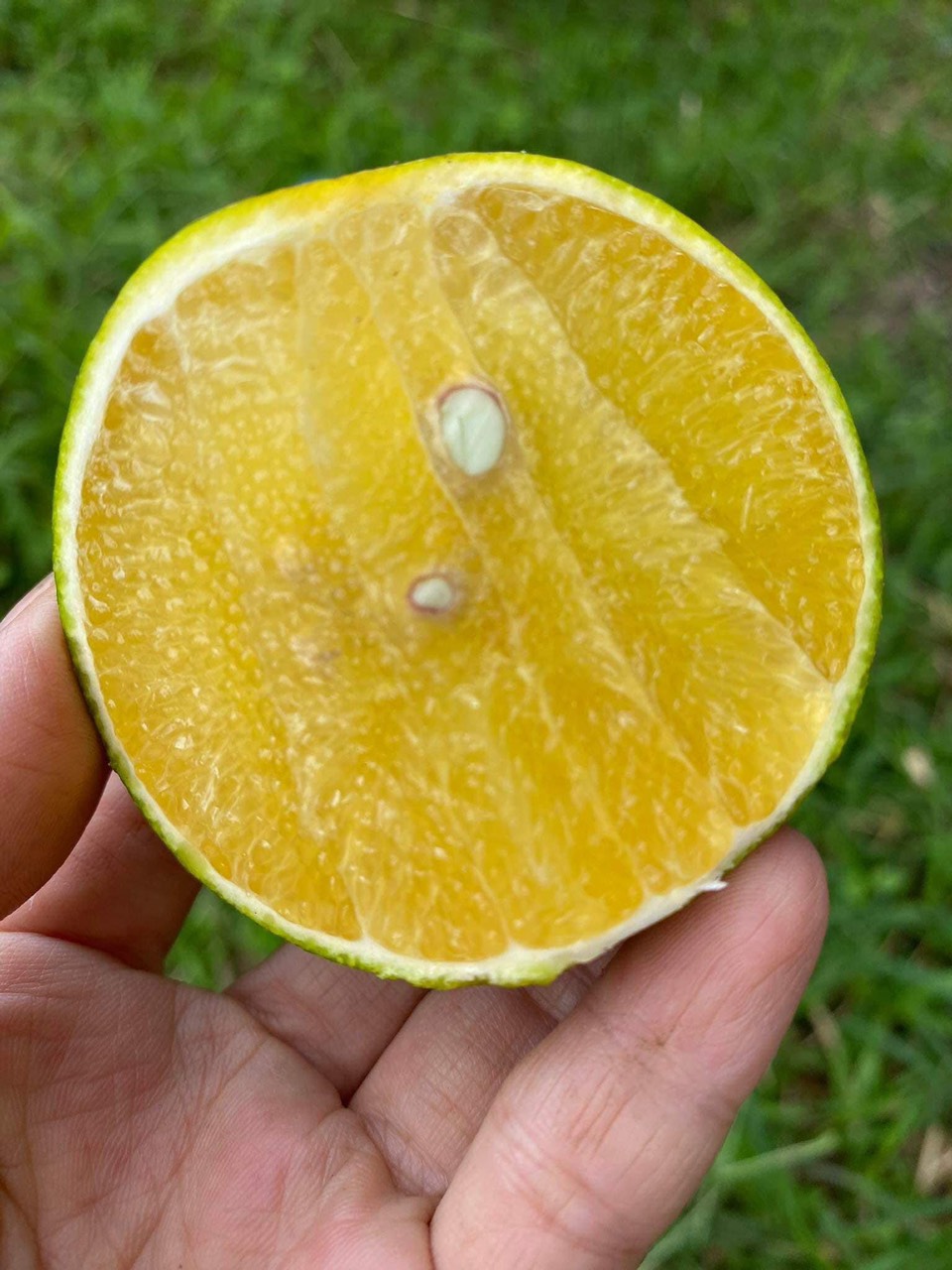 3KG Cam Xoàn Hữu Cơ Tươi Ngon - Hương Vị Độc Đáo (Set 3kg)