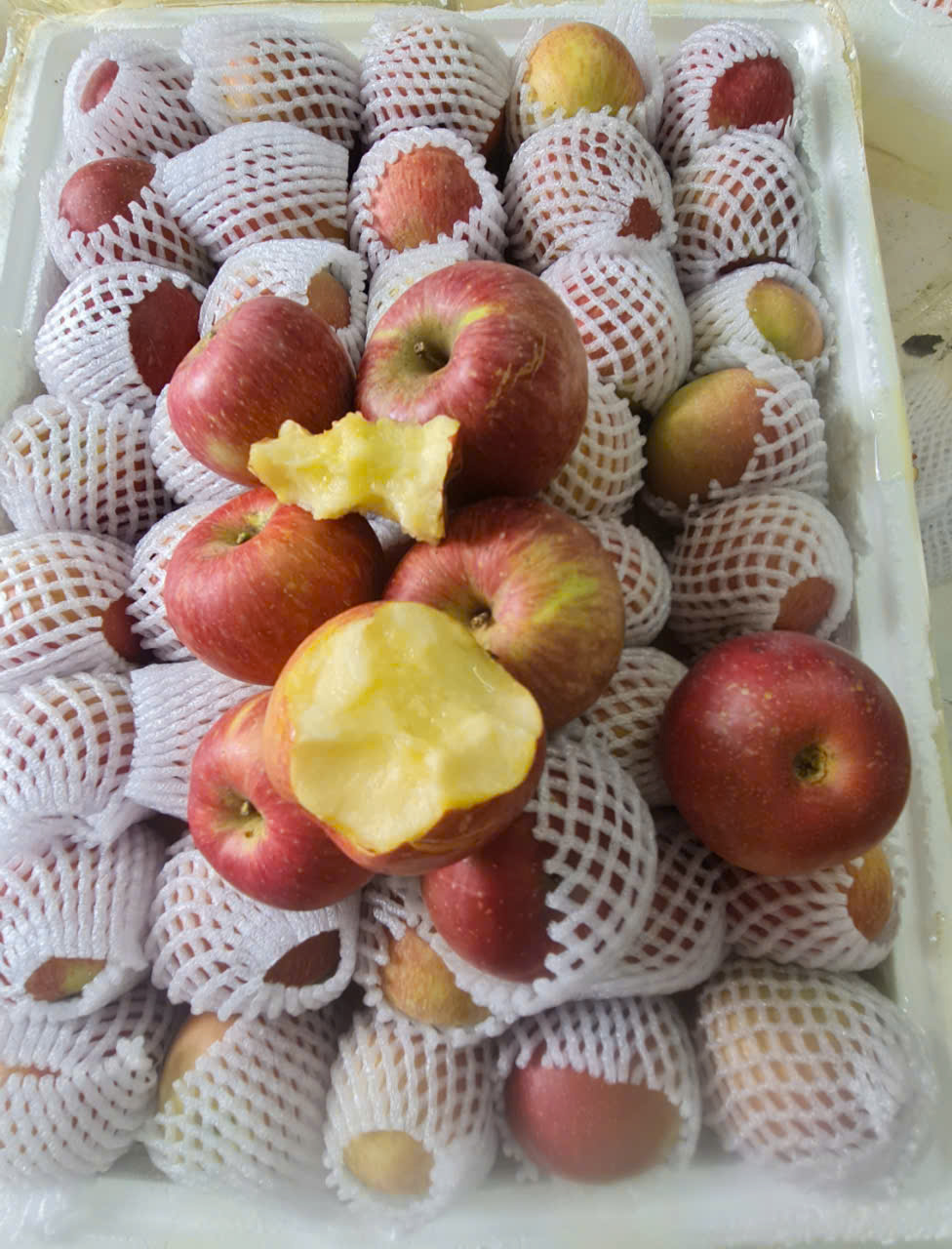 Táo Mật Phú Sỹ tận vườn