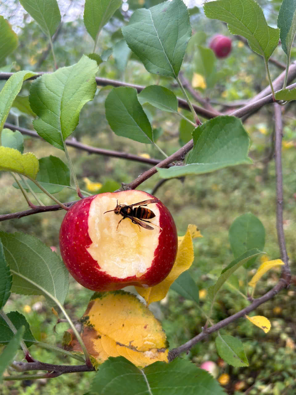 TÁO MẬT PHÚ SỸ VƯỜN QUÝ CHÂU TẬN VƯỜN