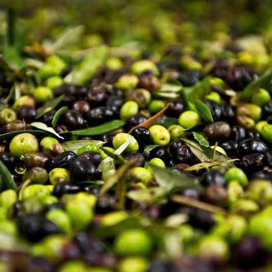 Dầu Extra Virgin Olive Bragg hữu cơ ép lạnh 473ml