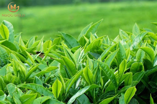 Trị hăm tã cho bé với 5 phương pháp từ dân gian Trị hăm tã cho bé với 5 phương pháp từ dân gian