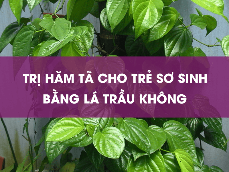 Cách trị hăm tã bằng lá trầu không hiệu quả sau 2 ngày