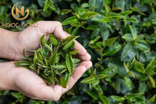 Bé bị hăm tã phải làm sao? Giải đáp từ chuyên gia Bé bị hăm tã phải làm sao? Giải đáp từ chuyên gia