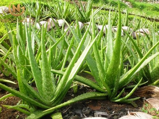Cách trị bé bị hăm tã tại nhà an toàn và hiệu quả Cách trị bé bị hăm tã tại nhà an toàn và hiệu quả
