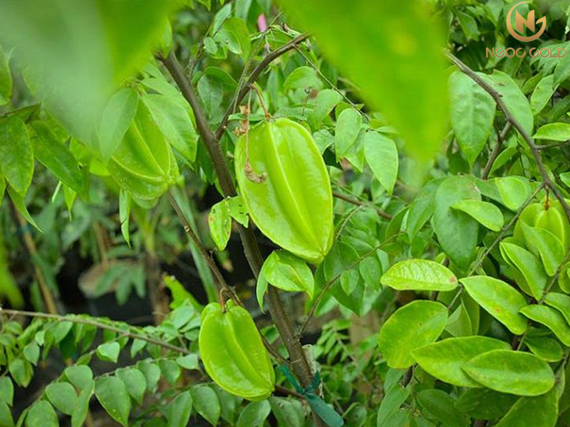 4 Cách chữa trị hăm bỉm cho trẻ sơ sinh bằng nguyên liệu thiên nhiên hiệu quả, đơn giản tại nhà 4 Cách chữa trị hăm bỉm cho trẻ sơ sinh bằng nguyên liệu thiên nhiên hiệu quả, đơn giản tại nhà