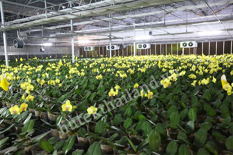tấm làm mát sử dụng cho vườn lan