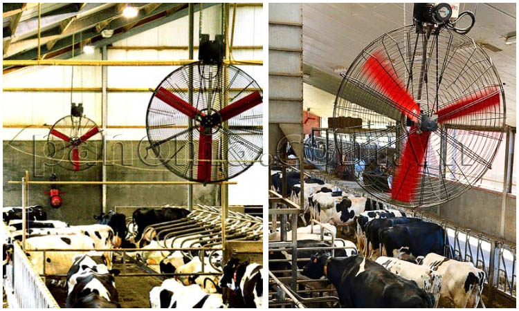 Ứng dụng quạt đẩy gió công nghiệp Multifan cho trang trại bò sữa 