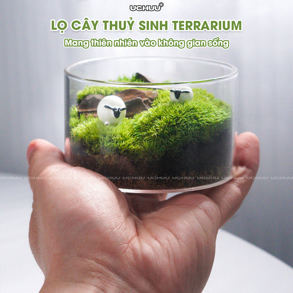 Lọ Cây Thuỷ Sinh Terrarium