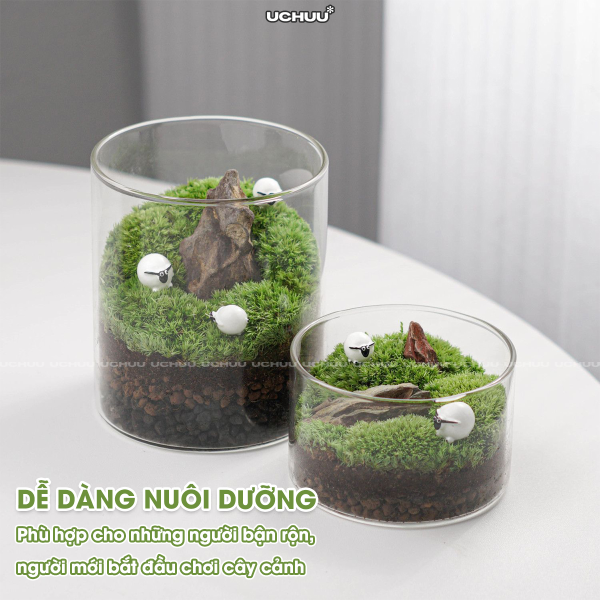 Lọ Cây Thuỷ Sinh Terrarium