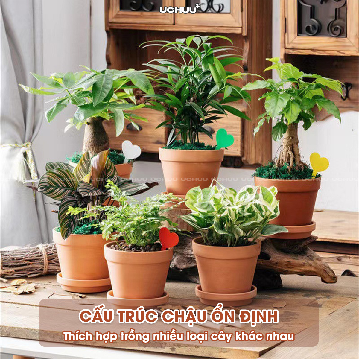 Chậu Đất Nung
