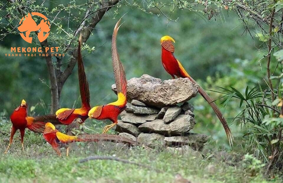 Khám phá giống chim trĩ 7 màu ở nước ta