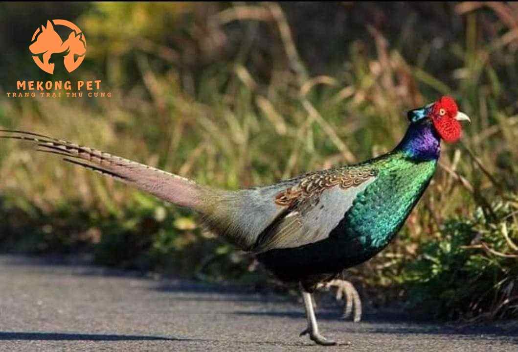 Chim Trĩ Xanh - Vẻ Đẹp Tinh Khiết Của Thiên Nhiên