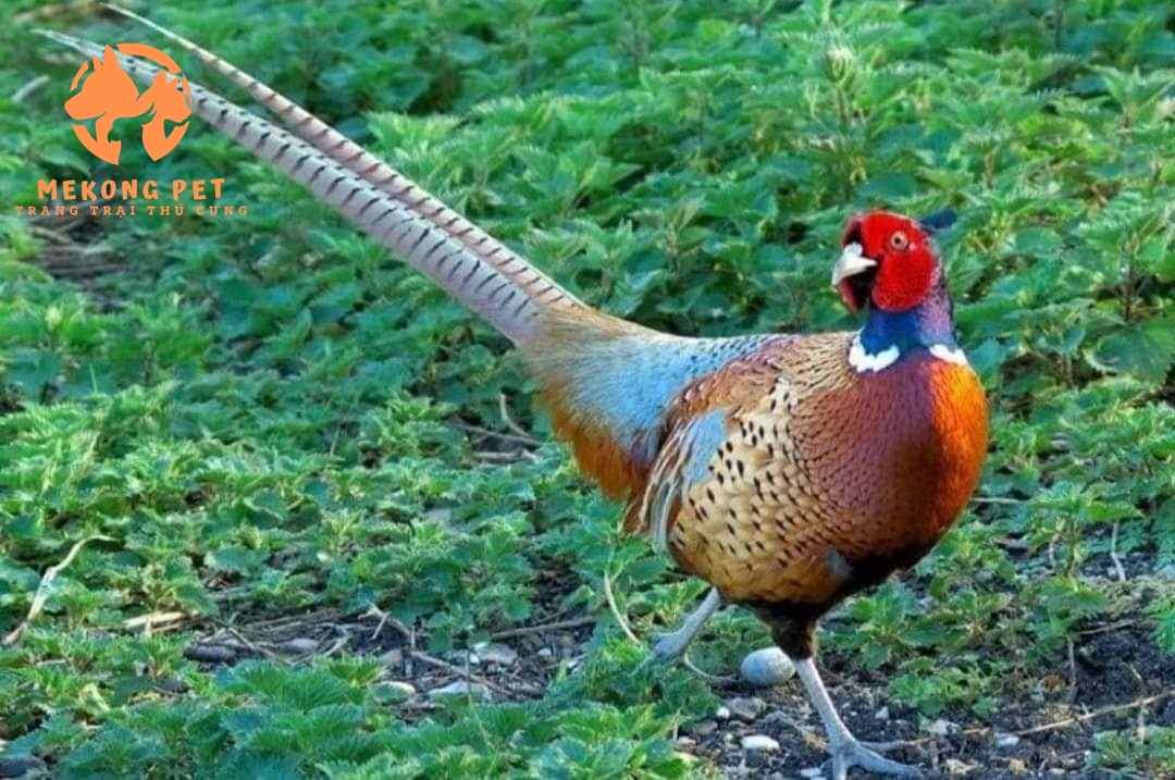 Giá chim trĩ: Bí quyết chăm sóc và nuôi chim trĩ hiệu quả