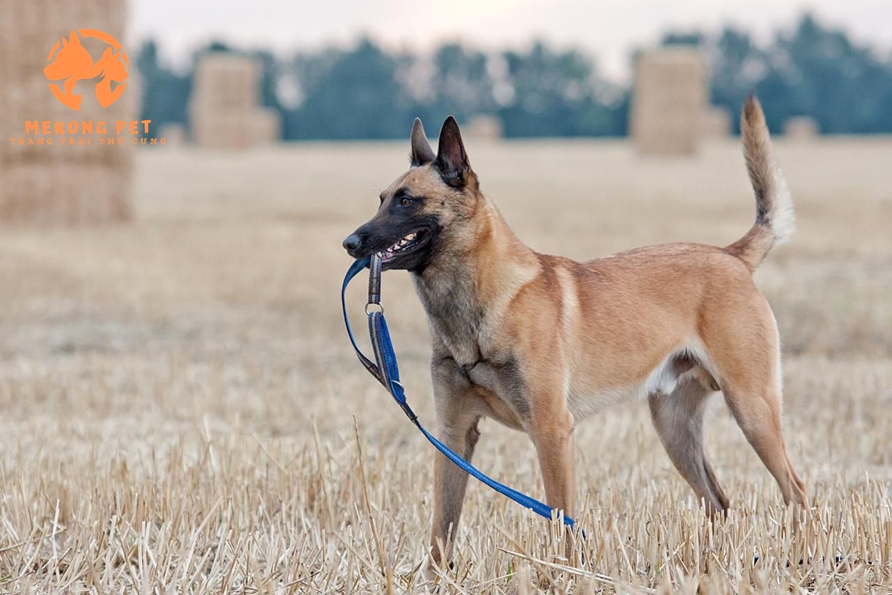 Mua bán chó becgie Bỉ Malinois: Tìm kiếm người bạn đồng hành hoàn hảo