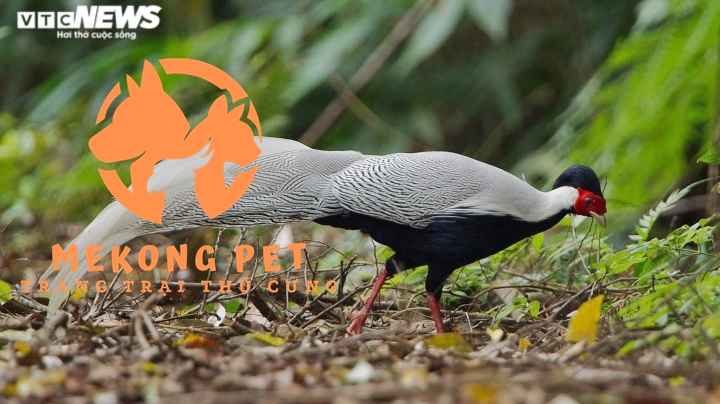 Bí quyết định giá bán gà lôi trắng thành công