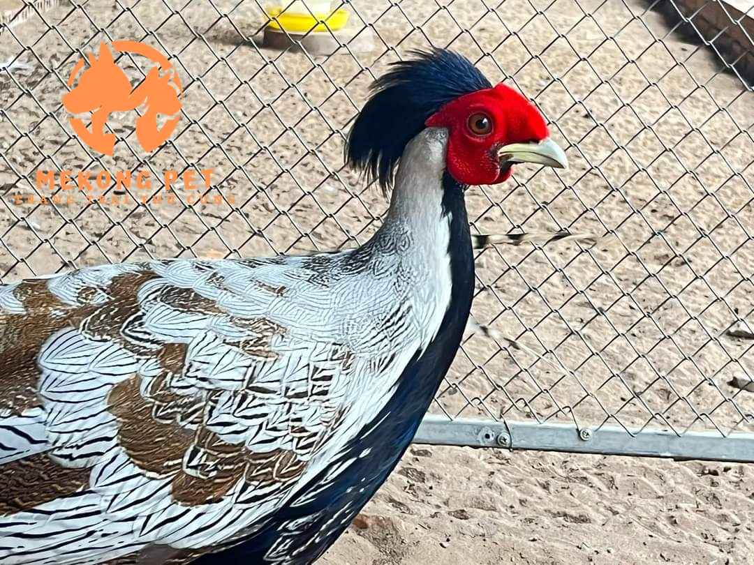 Khám phá vẻ đẹp hiếm có của gà lôi trắng