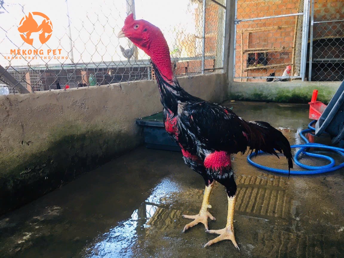 Mua bán gà đòn (gà chọi) - Bí quyết chọn lựa và chăm sóc tốt nhất cho đối thủ của bạn