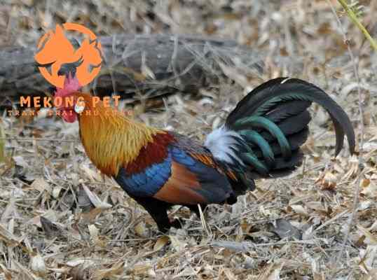 Mua bán gà rừng: Cẩm nang đầy đủ cho người yêu thú cưng!