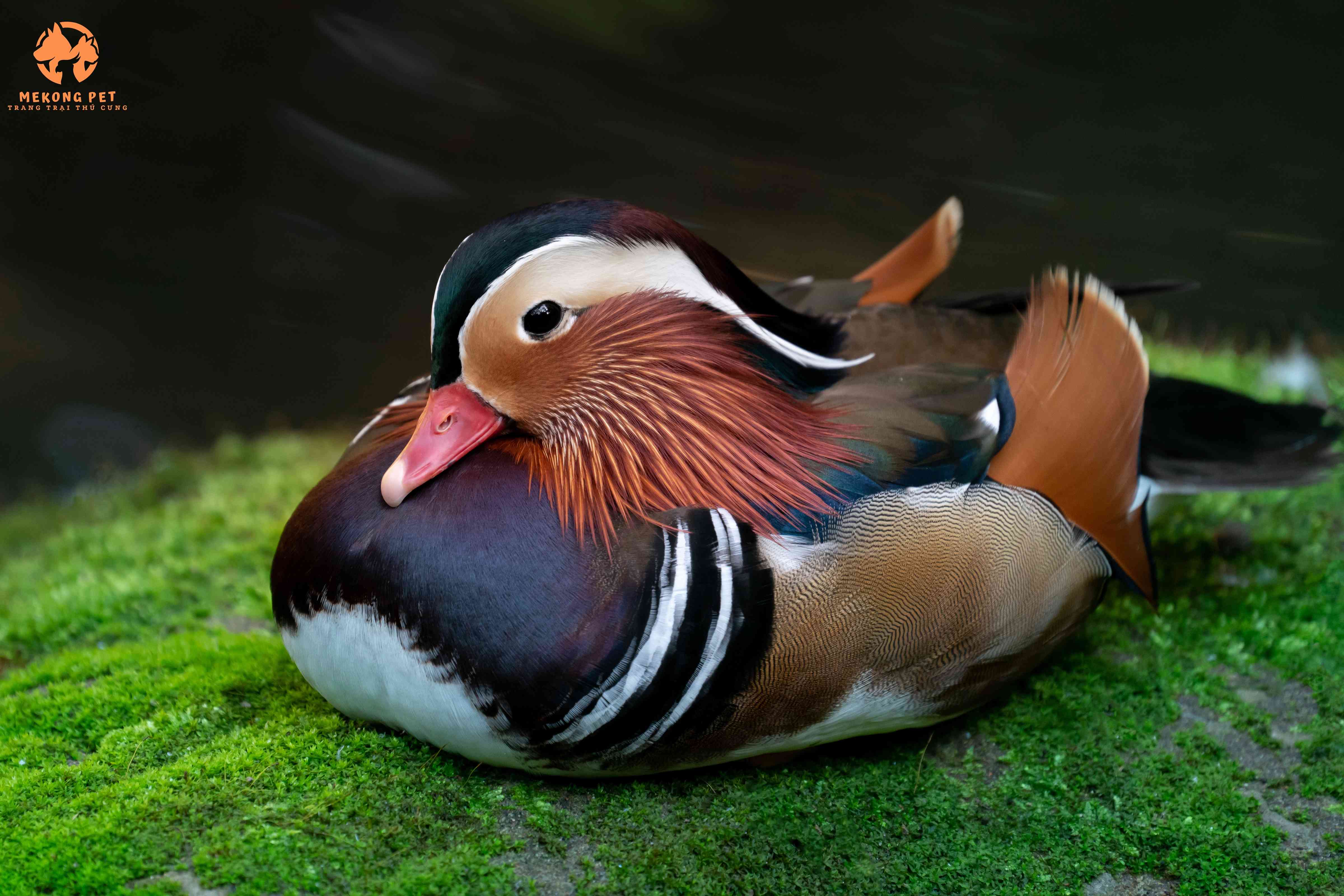 Khám Phá Vẻ Đẹp Kỳ Diệu Của Vịt Uyên Ương