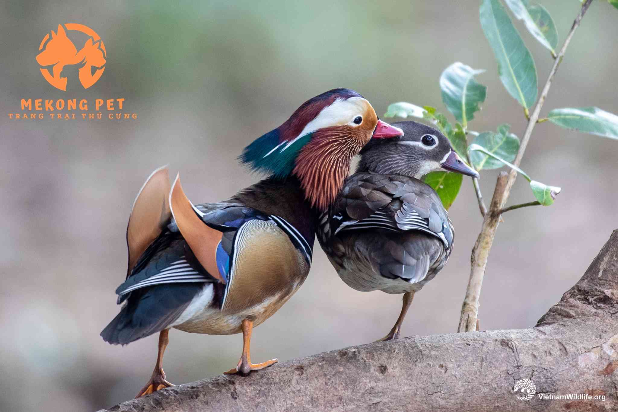 Bí quyết định giá bán vịt uyên ương thành công