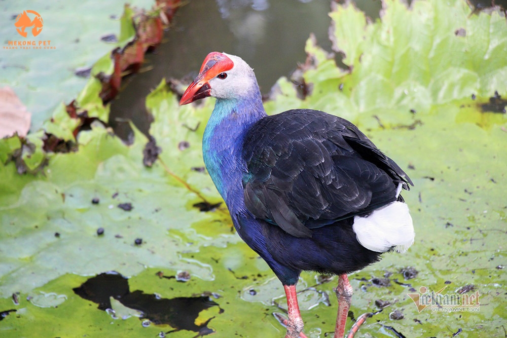 Mua bán chim trích cồ: Bí quyết chăm sóc và nuôi dưỡng chim trích cồ đúng cách