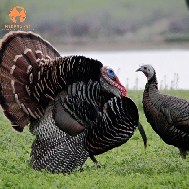 Gà Tây Giống: Hướng Dẫn Chọn Lựa và Chăm Sóc Đúng Cách