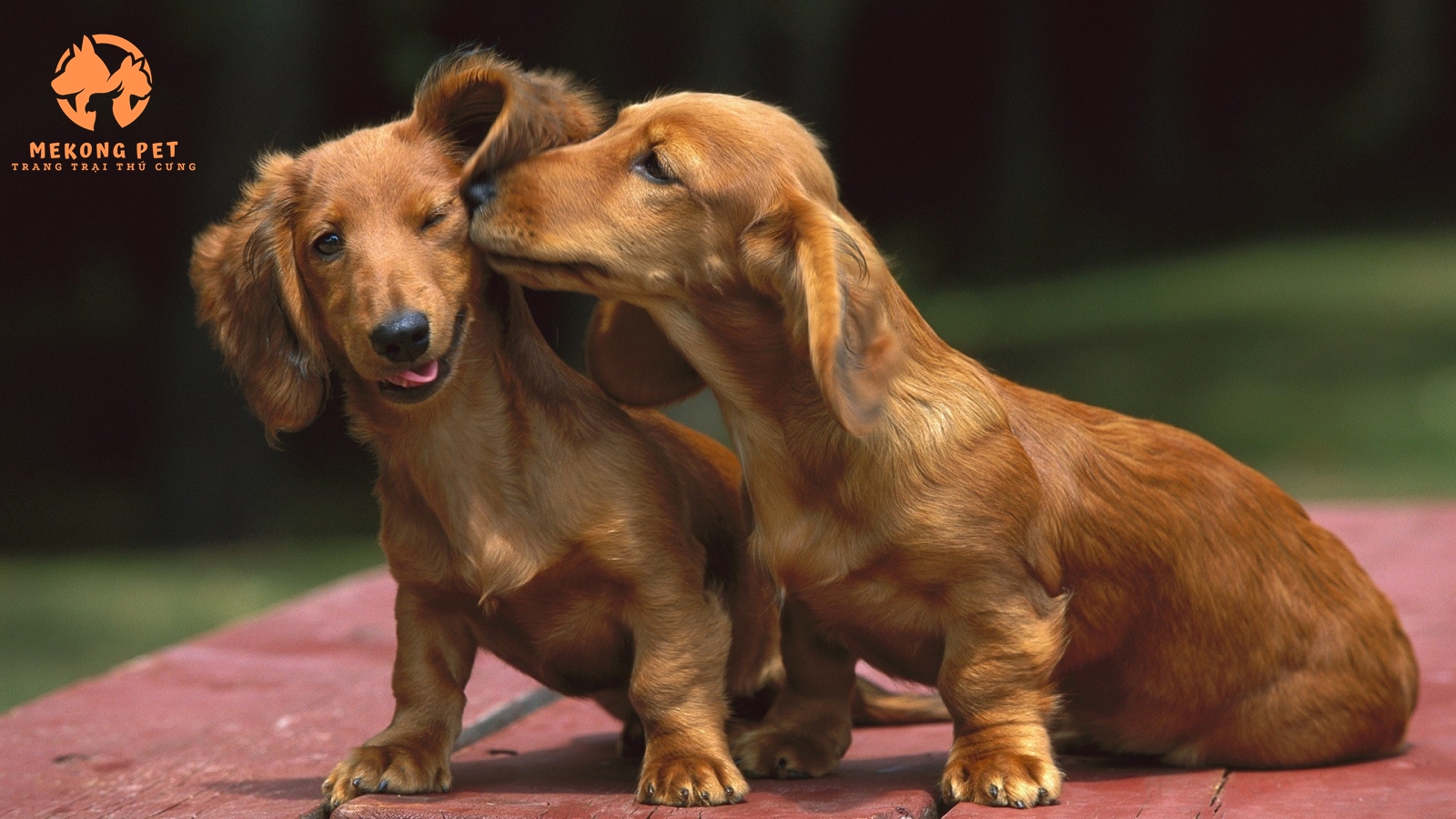 Bán chó lạp xưởng tại tphcm